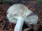 Kékhátú galambgomba (Russula cyanoxantha), Őrség
